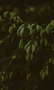 Preview wallpaper pine, branches, needles, tree, evergreen