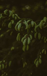 Preview wallpaper pine, branches, needles, tree, evergreen