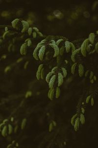 Preview wallpaper pine, branches, needles, tree, evergreen