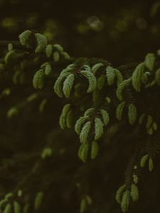 Preview wallpaper pine, branches, needles, tree, evergreen