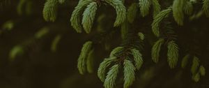 Preview wallpaper pine, branches, needles, tree, evergreen