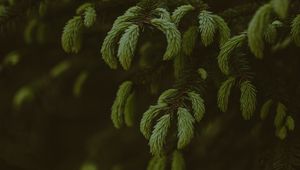 Preview wallpaper pine, branches, needles, tree, evergreen