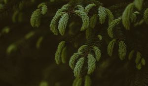 Preview wallpaper pine, branches, needles, tree, evergreen