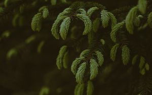 Preview wallpaper pine, branches, needles, tree, evergreen