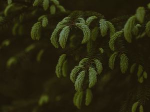 Preview wallpaper pine, branches, needles, tree, evergreen