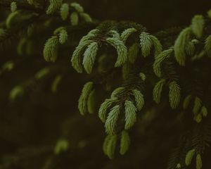 Preview wallpaper pine, branches, needles, tree, evergreen