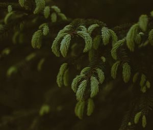 Preview wallpaper pine, branches, needles, tree, evergreen