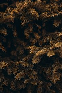 Preview wallpaper pine, branches, needles, macro, plant, green