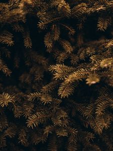 Preview wallpaper pine, branches, needles, macro, plant, green