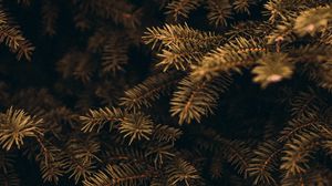 Preview wallpaper pine, branches, needles, macro, plant, green