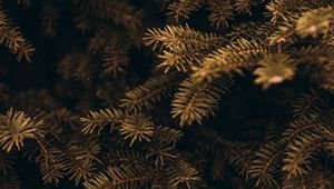 Preview wallpaper pine, branches, needles, macro, plant, green