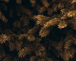 Preview wallpaper pine, branches, needles, macro, plant, green