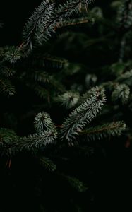 Preview wallpaper pine, branches, needles, plant, green