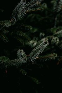 Preview wallpaper pine, branches, needles, plant, green