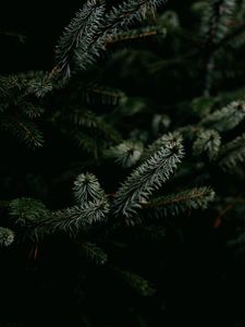 Preview wallpaper pine, branches, needles, plant, green