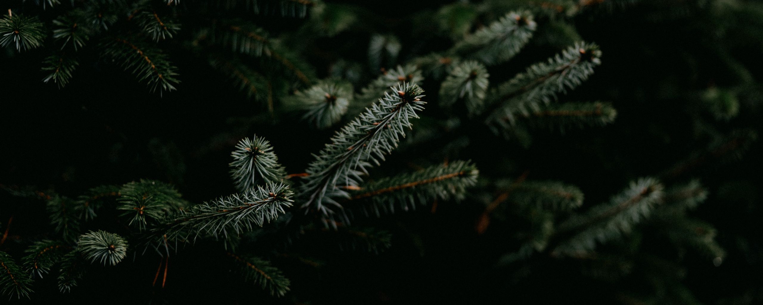 Download wallpaper 2560x1024 pine, branches, needles, plant, green