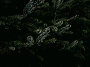 Preview wallpaper pine, branches, needles, plant, green