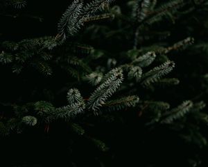 Preview wallpaper pine, branches, needles, plant, green