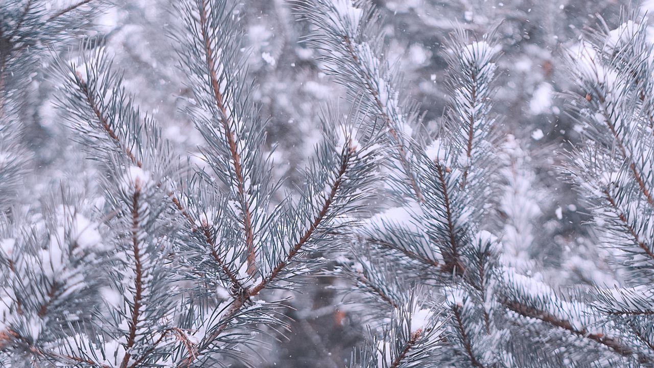 Wallpaper pine, branches, snow, winter
