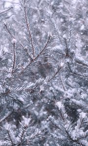 Preview wallpaper pine, branches, snow, winter