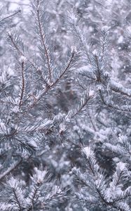 Preview wallpaper pine, branches, snow, winter