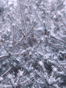 Preview wallpaper pine, branches, snow, winter