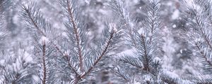 Preview wallpaper pine, branches, snow, winter