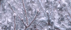 Preview wallpaper pine, branches, snow, winter