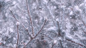 Preview wallpaper pine, branches, snow, winter