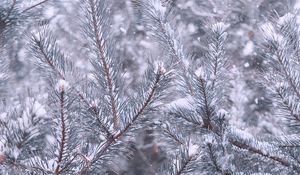 Preview wallpaper pine, branches, snow, winter