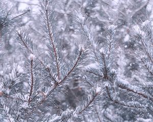 Preview wallpaper pine, branches, snow, winter