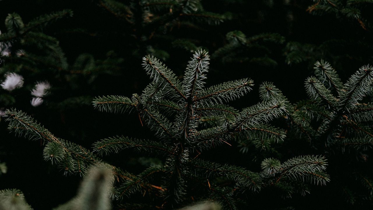 Wallpaper pine, branches, tree, needles, green