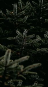 Preview wallpaper pine, branches, tree, needles, green