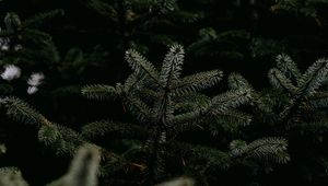 Preview wallpaper pine, branches, tree, needles, green