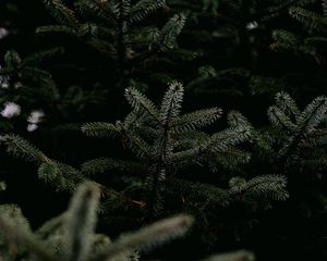 Preview wallpaper pine, branches, tree, needles, green