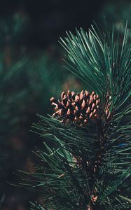 Preview wallpaper pine, bump, needles, branch, blur