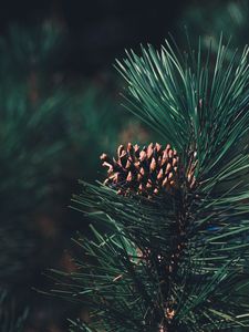 Preview wallpaper pine, bump, needles, branch, blur