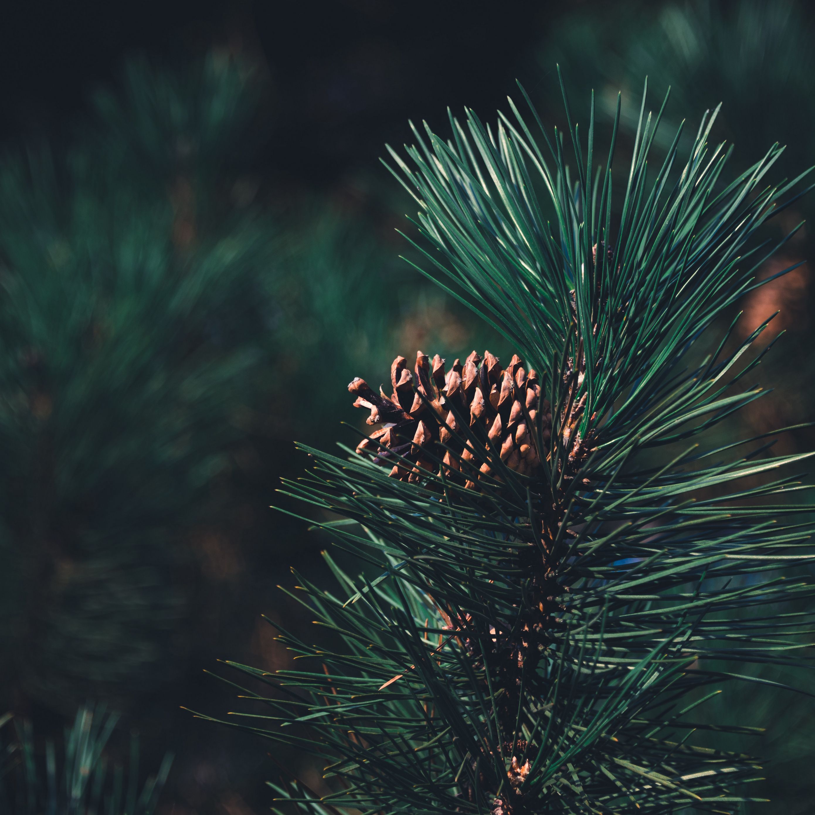 Download wallpaper 2780x2780 pine, bump, needles, branch, blur ipad air