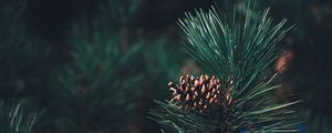 Preview wallpaper pine, bump, needles, branch, blur