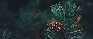 Preview wallpaper pine, bump, needles, branch, blur