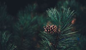 Preview wallpaper pine, bump, needles, branch, blur