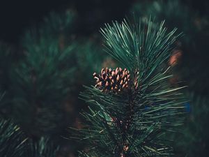 Preview wallpaper pine, bump, needles, branch, blur