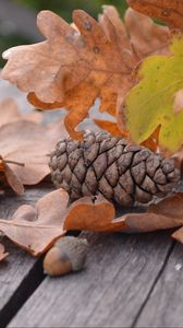 Preview wallpaper pine cone, acorn, leaves, autumn