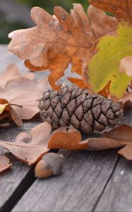 Preview wallpaper pine cone, acorn, leaves, autumn