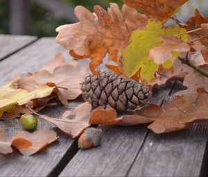 Preview wallpaper pine cone, acorn, leaves, autumn
