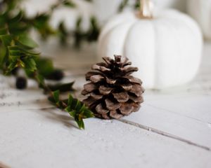 Preview wallpaper pine cone, branch, pumpkin, plant