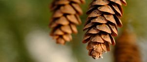 Preview wallpaper pine cone, dry, macro, blur
