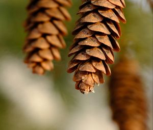 Preview wallpaper pine cone, dry, macro, blur