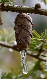 Preview wallpaper pine cone, icicle, ice, macro