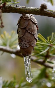 Preview wallpaper pine cone, icicle, ice, macro